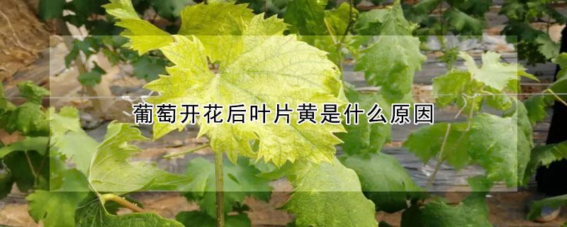 葡萄開花後葉片黃是什麼原因