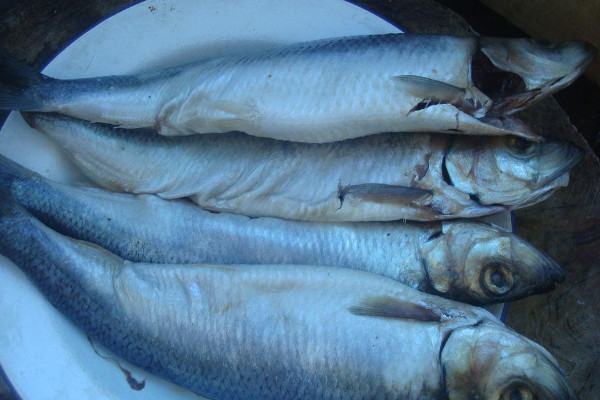 青魚吃什麼食物