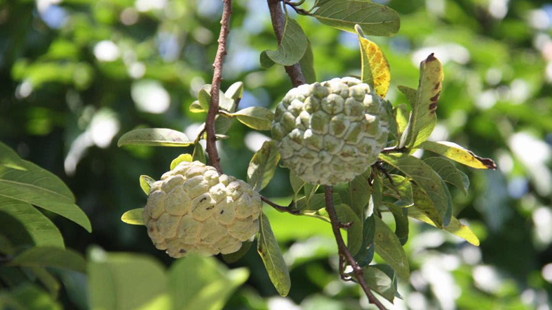 釋迦果種植技術