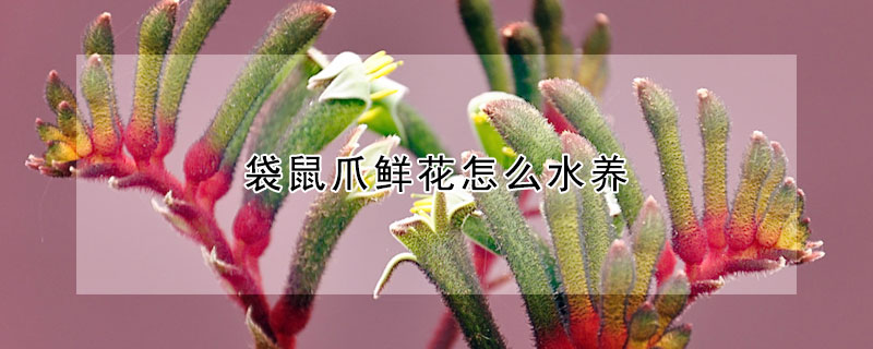 袋鼠爪鮮花怎麼水養