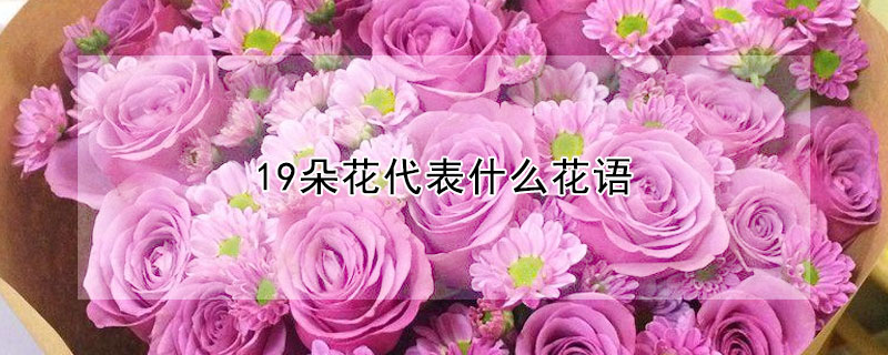 19朵花代表什麼花語