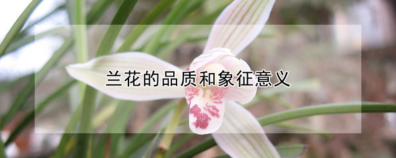 蘭花的品質和象征意義