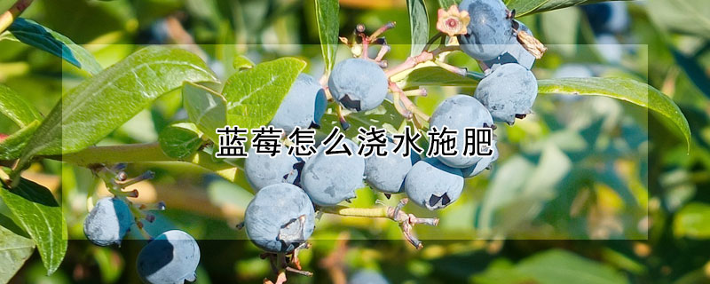 藍莓怎麼澆水施肥