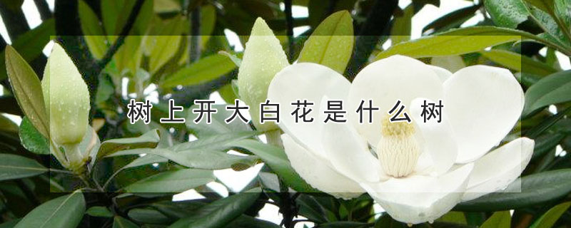 樹上開大白花是什麼樹