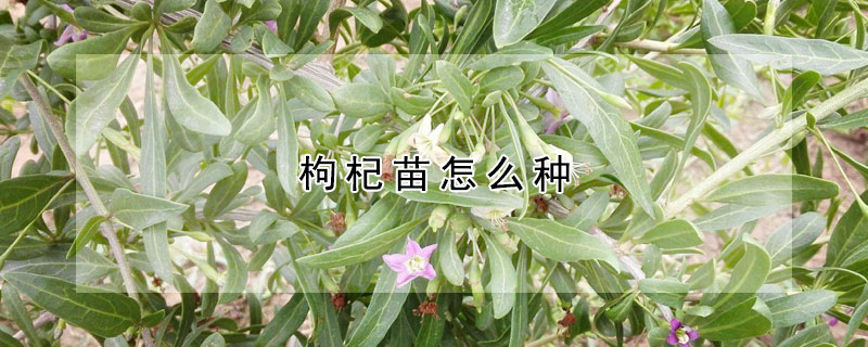 枸杞苗怎麼種