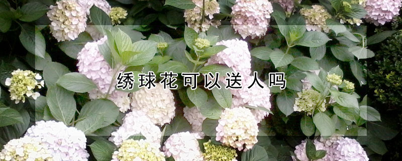 繡球花可以送人嗎