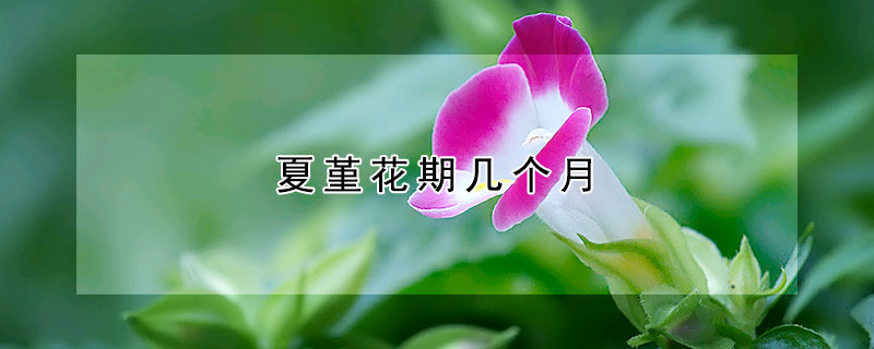 夏堇花期幾個月