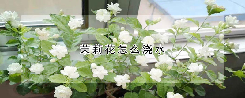 茉莉花怎麼澆水