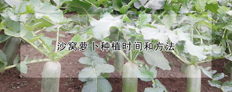 沙窩蘿卜種植時間和方法