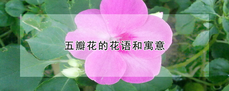 五瓣花的花語和寓意