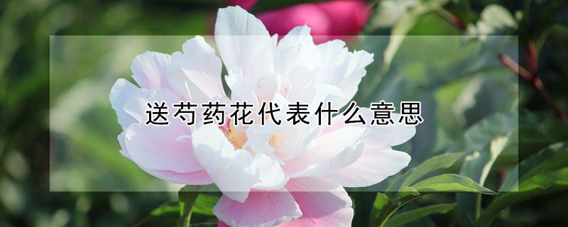 送芍藥花代表什麼意思