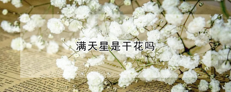 滿天星是幹花嗎