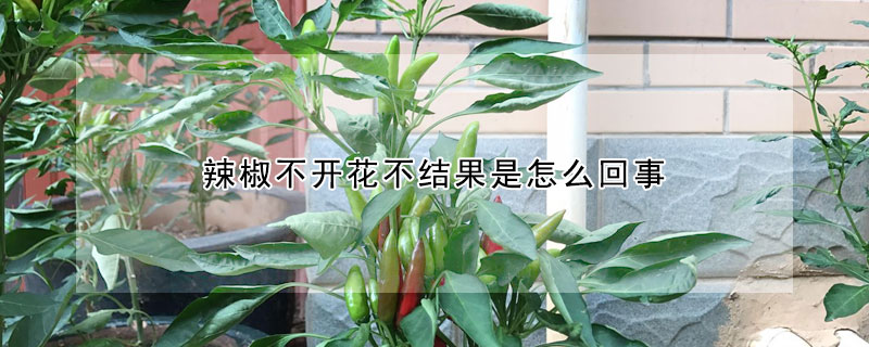 辣椒不開花不結果是怎麼回事