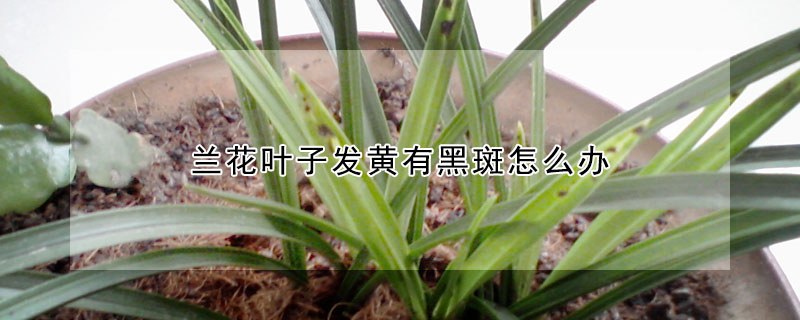 蘭花葉子發黃有黑斑怎麼辦