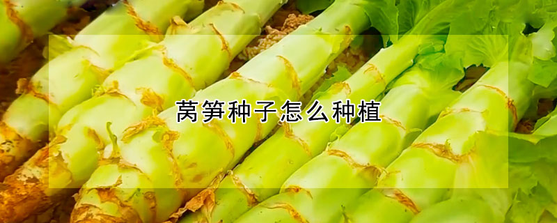 萵筍種子怎麼種植