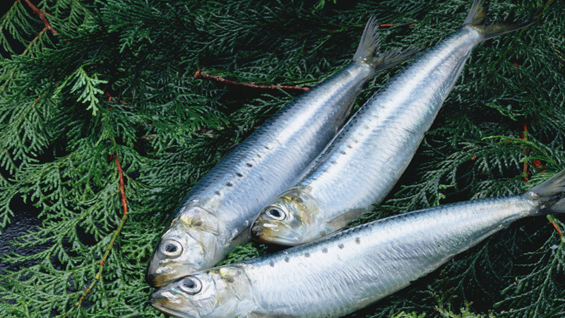 沙丁魚是什麼魚