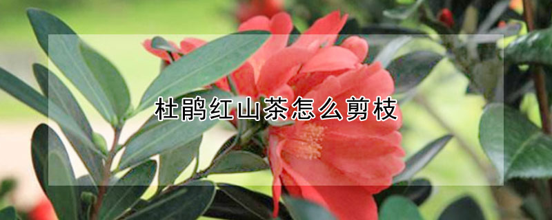 杜鵑紅山茶怎麼剪枝