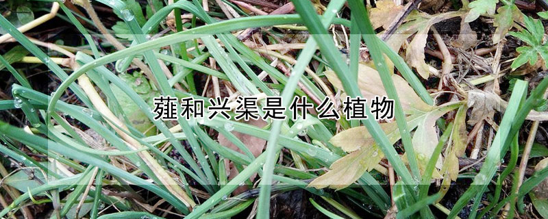 薤和興渠是什麼植物