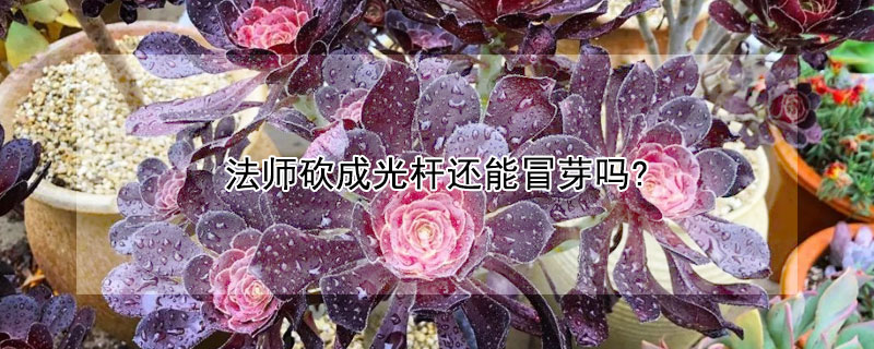 法師砍成光杆還能冒芽嗎?