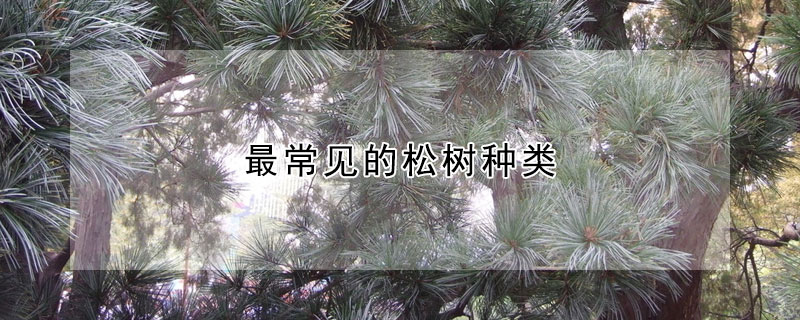 最常見的鬆樹種類