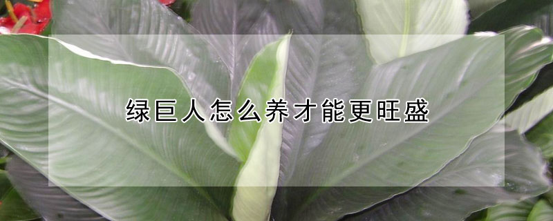 綠巨人怎麼養才能更旺盛