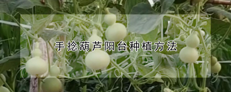 手撚葫蘆陽台種植方法