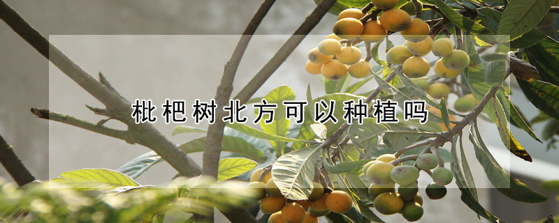 枇杷樹北方可以種植嗎