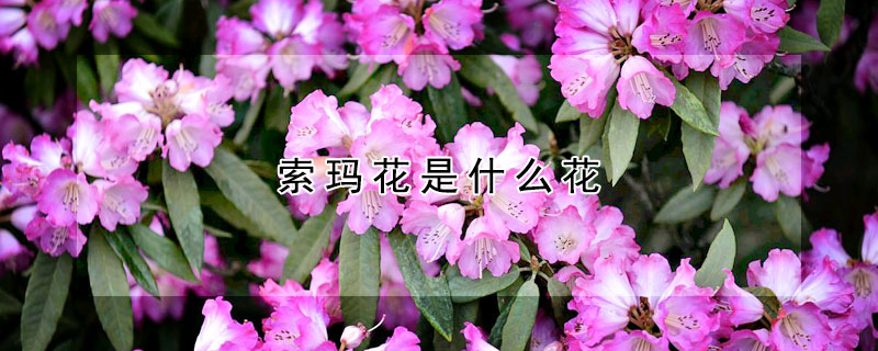 索瑪花是什麼花