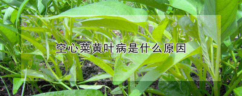 空心菜黃葉病是什麼原因