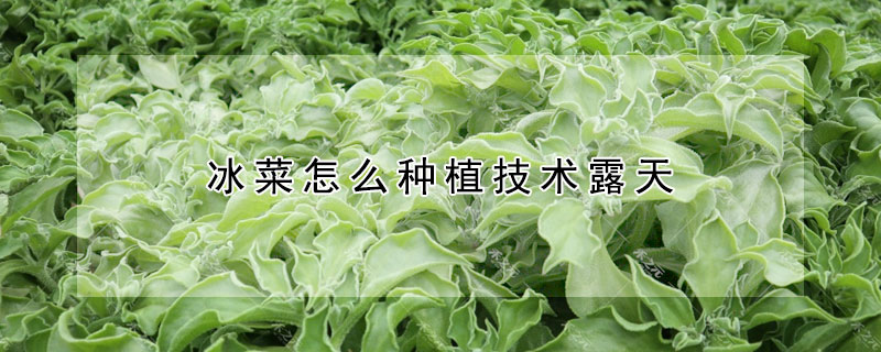 冰菜怎麼種植技術露天