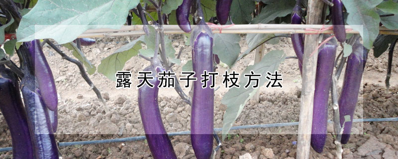 露天茄子打枝方法