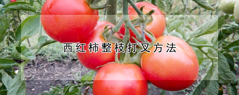 西紅柿整枝打叉方法