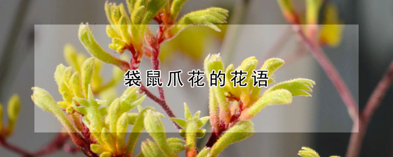 袋鼠爪花的花語