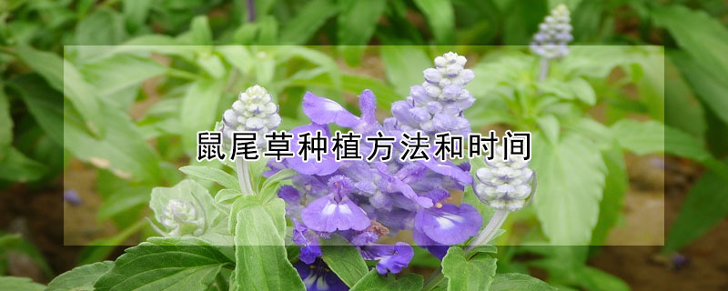 鼠尾草種植方法和時間