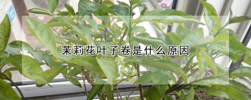 茉莉花葉子卷是什麼原因