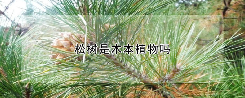 鬆樹是木本植物嗎