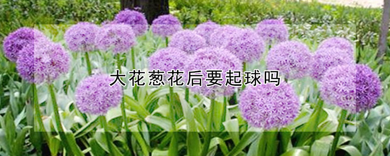 大花蔥花後要起球嗎