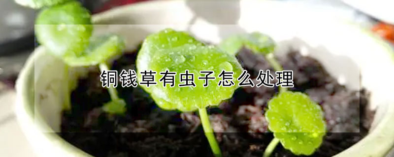 銅錢草有蟲子怎麼處理