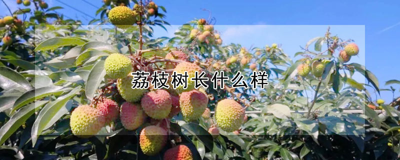 荔枝樹長什麼樣