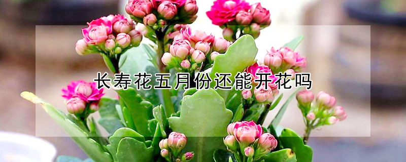 長壽花五月份還能開花嗎