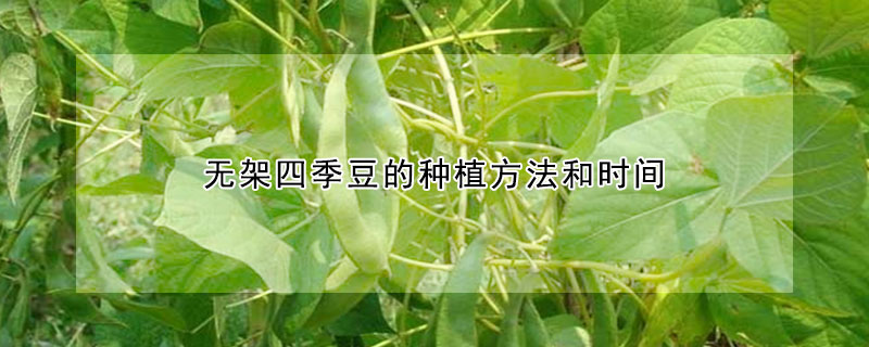 無架四季豆的種植方法和時間