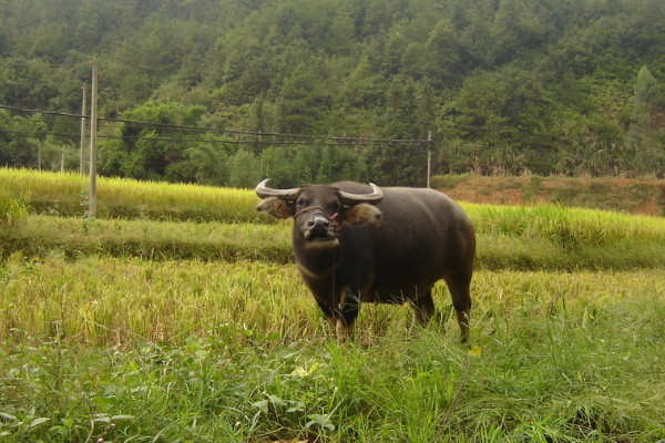 怎樣養水牛