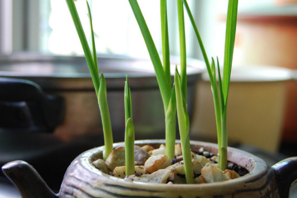 大蒜怎麼種植盆栽