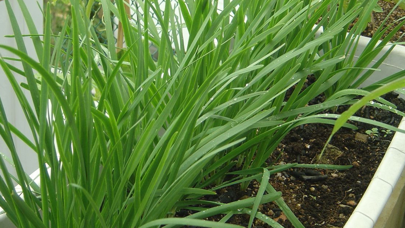 韭菜根怎麼種植方法