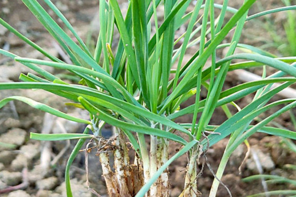 韭菜根怎麼種植方法