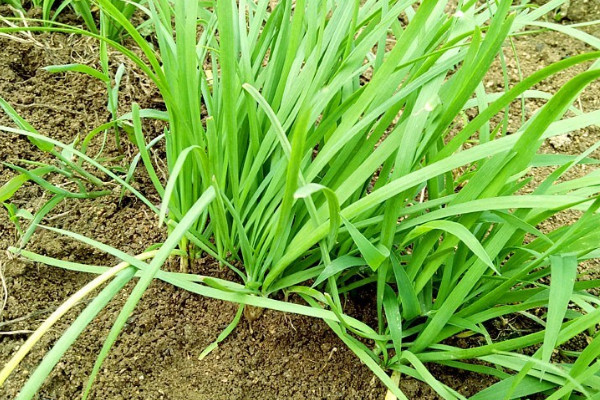 韭菜根怎麼種植方法