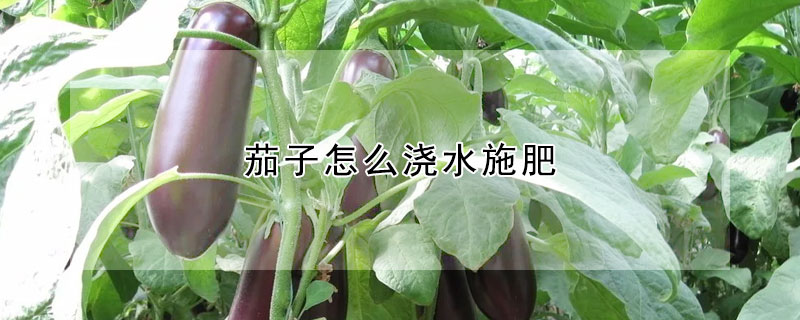 茄子怎麼澆水施肥