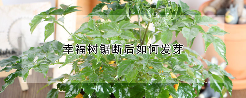 幸福樹鋸斷後如何發芽