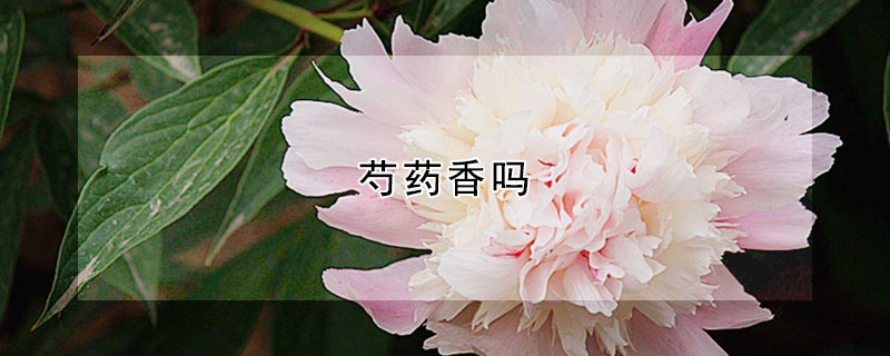 芍藥香嗎