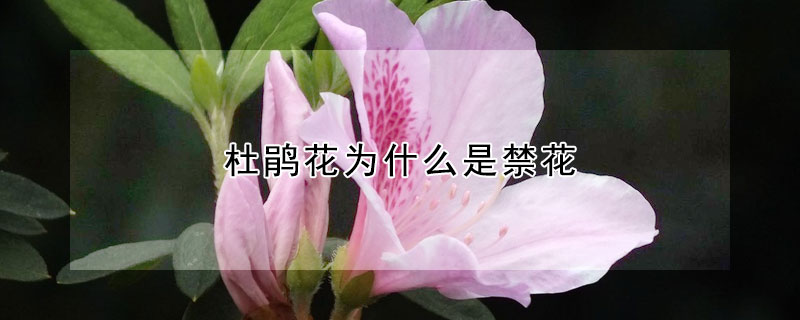 杜鵑花為什麼是禁花